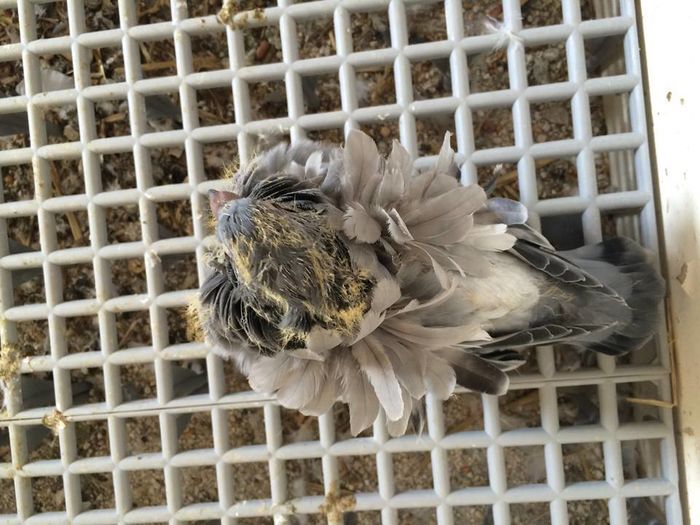 12105783_886822678080342_885085320466534028_n