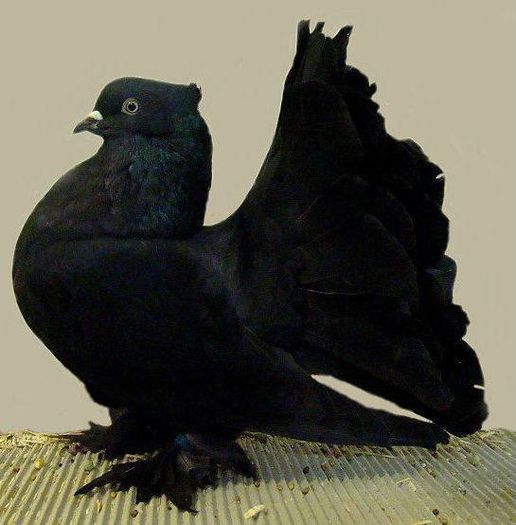 12112197_884034485025828_124543781749448687_n