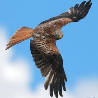 89504_b21a2bba31a9fb6724b69a7f8894e247_mdsq - BIRDS