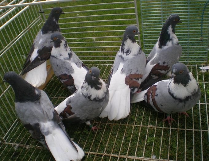 12011168_876785052417438_6179790243517416915_n