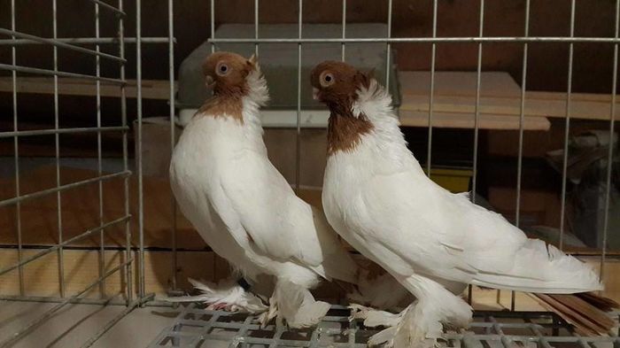 12019950_878614098901200_2591942825209801783_n