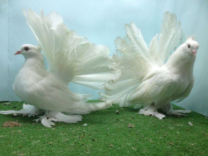 12036698_879639255465351_1265786500182287294_n