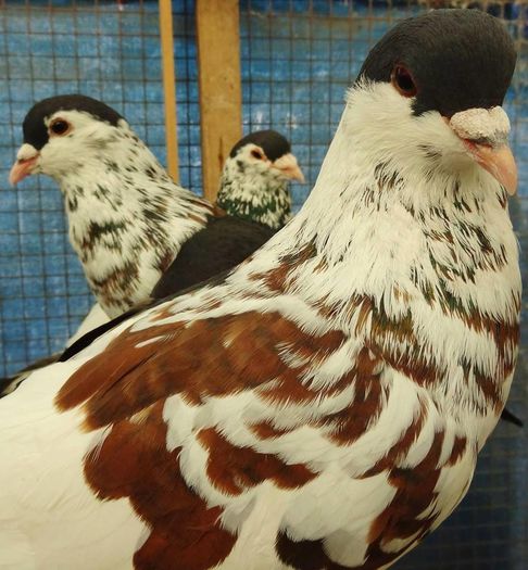 12036819_876334912462452_3217499620108083430_n