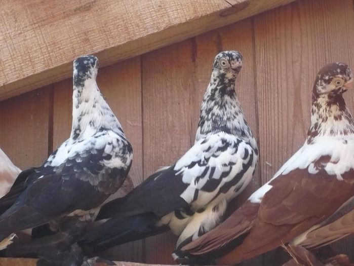 12049210_878342425595034_1988078274542344695_n