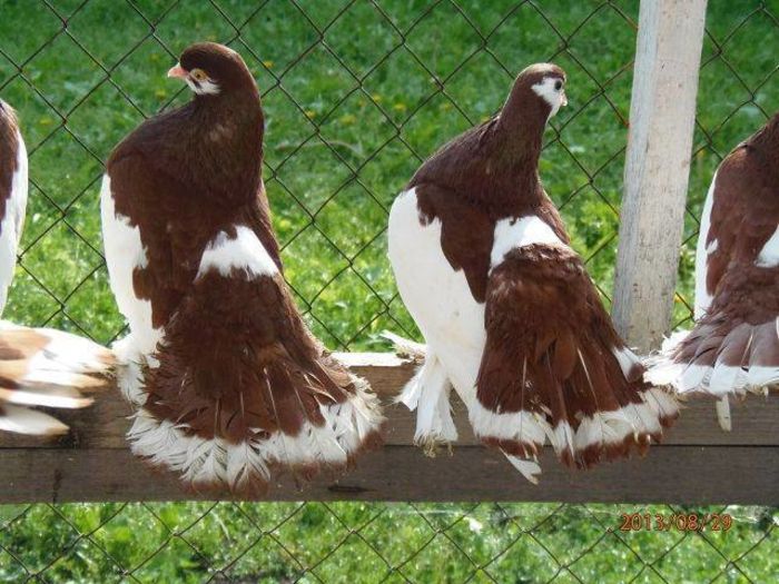 12049315_877278932368050_9130096899346566148_n