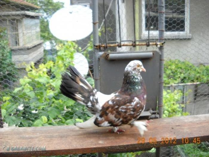 12049429_879886892107254_728012588440530369_n