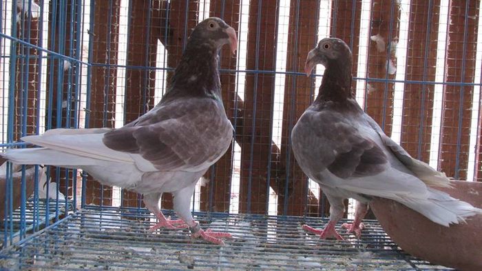 12079103_879731592122784_5610658041983893471_n