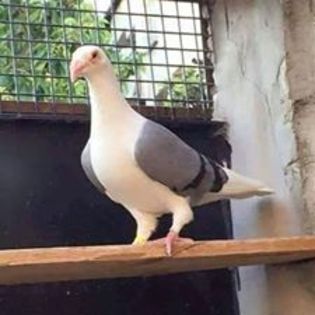 12079698_1635544183399911_4024240876612471098_n