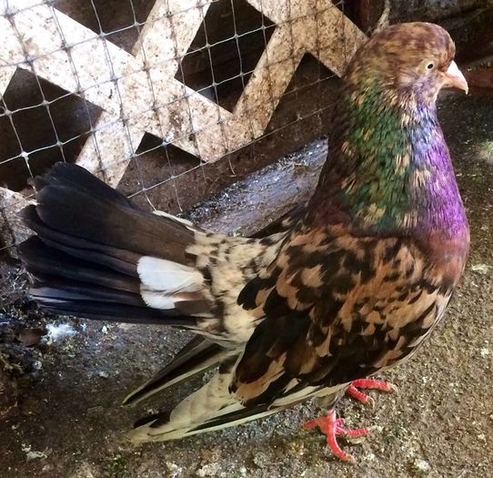 12118702_883503618412248_133055174773101256_n