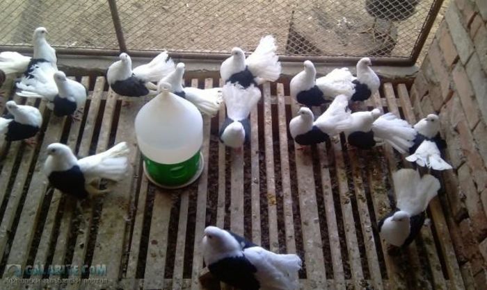 12019962_873717392724204_2063069924568023455_n