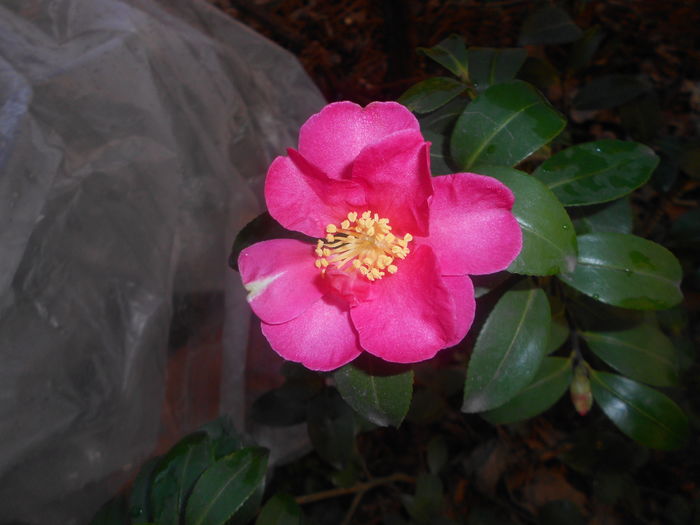 Camelia sasanqua Kanjiro - Camelia mea inflorita si Ghioceii