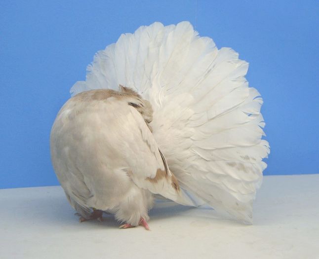 12038098_874484545980822_6041489310333328324_n