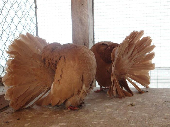 11960228_867253770037233_7032006413796602795_n