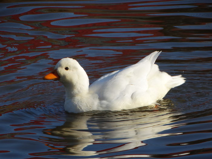 DSC08662 - Rate pitice