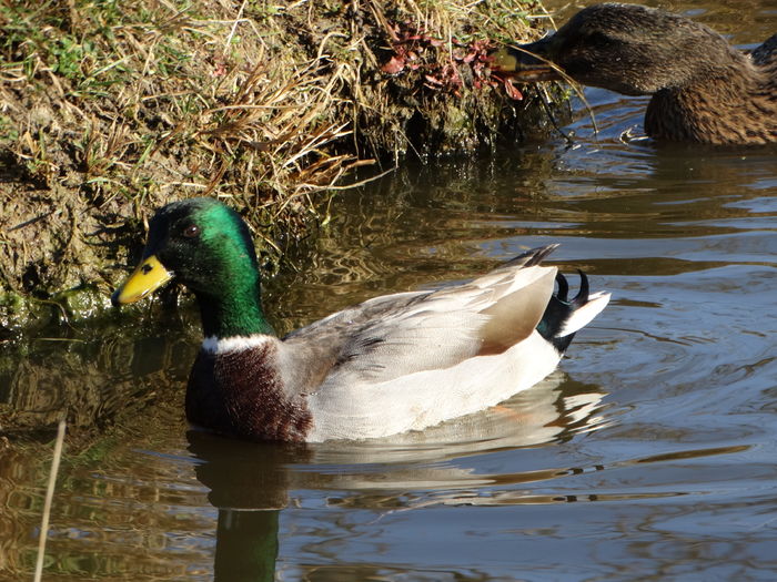 DSC08669 - Rate pitice