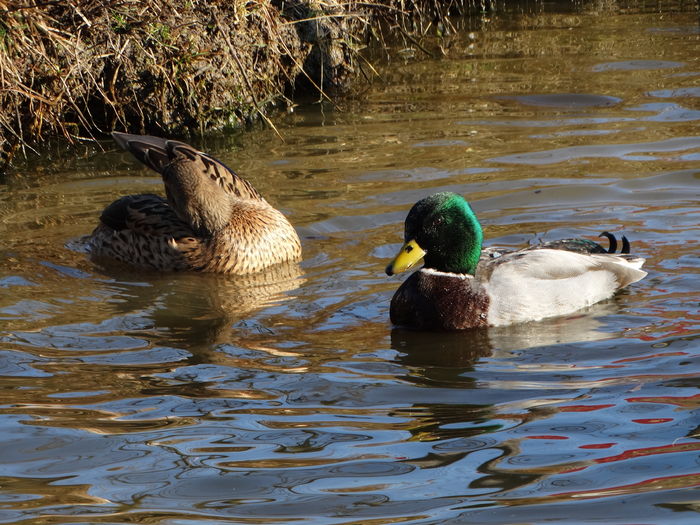 DSC08676 - Rate pitice