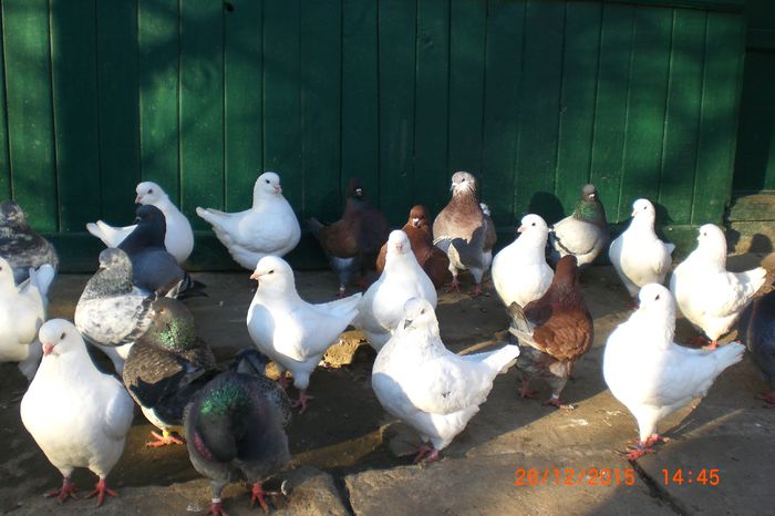 CIMG3571 - porumbei decembrie 2015
