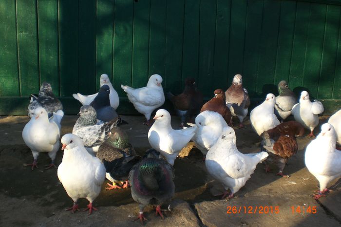 CIMG3572 - porumbei decembrie 2015