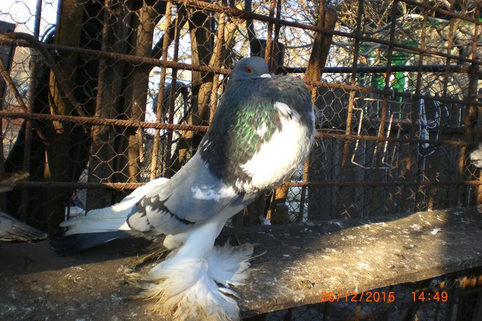 CIMG3593 - porumbei decembrie 2015