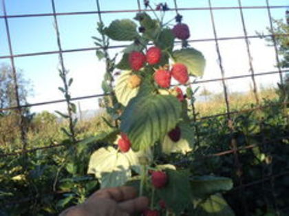 polka - A-vand arbusti fructiferi toamna 2016