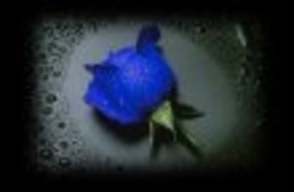 blue_rose - poze trandafiri