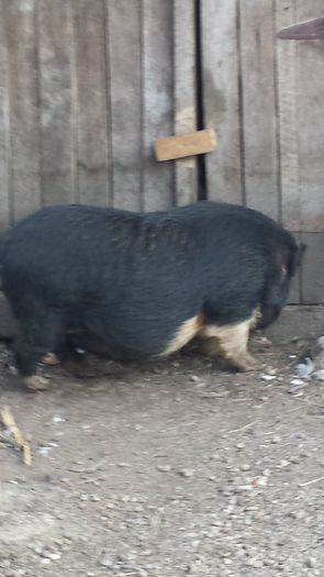 20151112_161702 - Porc vietnamez de vanzare