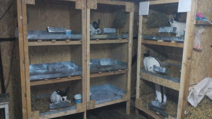 Boxe tineret si masculi