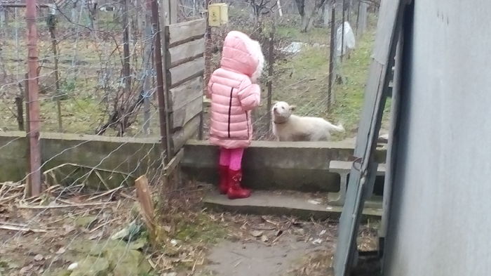 Fetița mea si paza iepurilor