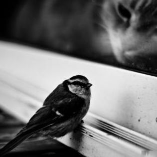 89640_7308548b8584910852c926b25e0b3a43_mdsq - BIRDS
