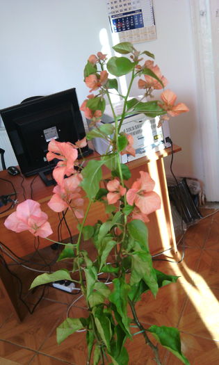 IMG_20151215_130153[1]