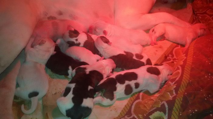 1.1 - 1-Una AnDav of SJKids