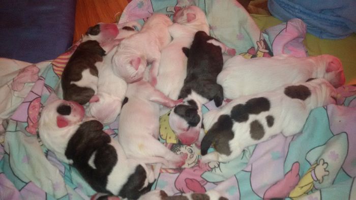 1.3 - 1-Una AnDav of SJKids