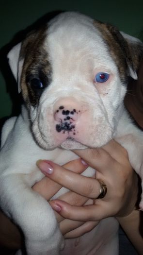 111 - 1-Una AnDav of SJKids