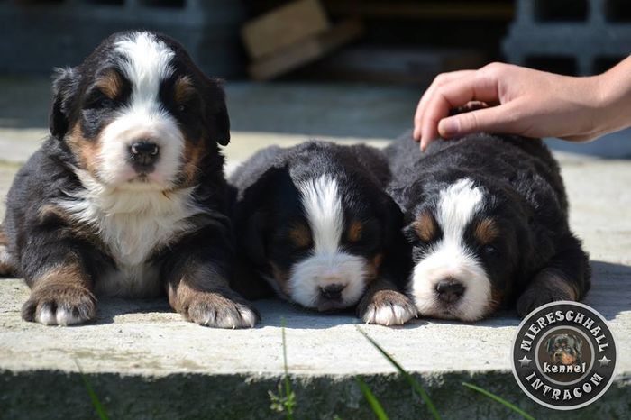 Pui Ciobanesc de Berna; Pui Ciobanesc de Berna de vanzare
