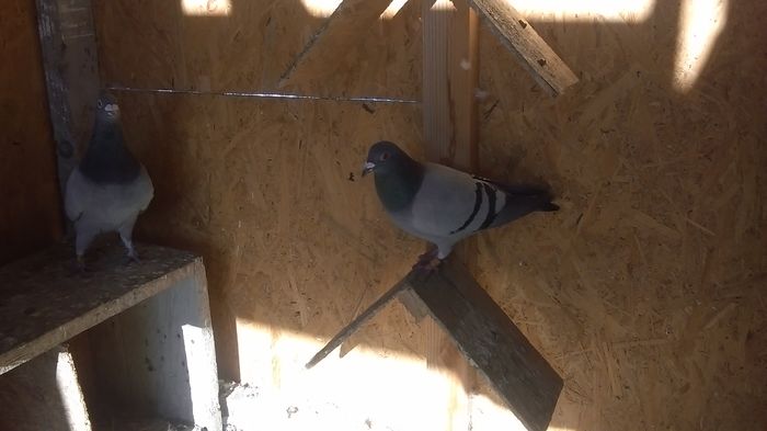 IMAG0087 - lot de zbor