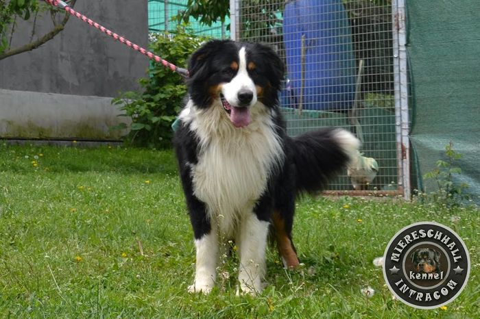 Ronny - mascul Ciobanesc de Berna; Ronny - mascul Ciobanesc de Berna
