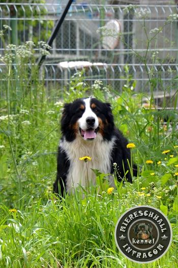 Ronny - mascul Ciobanesc de Berna; Ronny - mascul Ciobanesc de Berna
