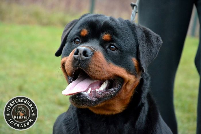 Rottguardian Slash; Rottguardian Slash - mascul Rottweiler
