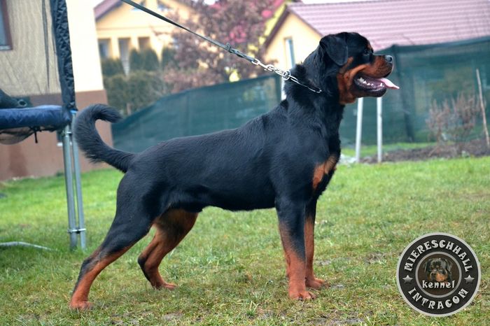 Rottguardian Slash; Rottguardian Slash - mascul Rottweiler
