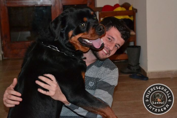 Rottguardian Slash; Rottguardian Slash - mascul Rottweiler
