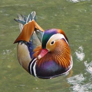 90415_9449d34d35e4c109370065778fe685d2_mdsq - BIRDS