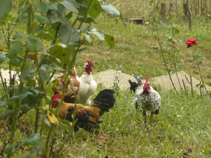 P1110227 - gainile mele pitice la gramada