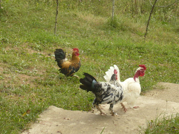 P1110226 - gainile mele pitice la gramada