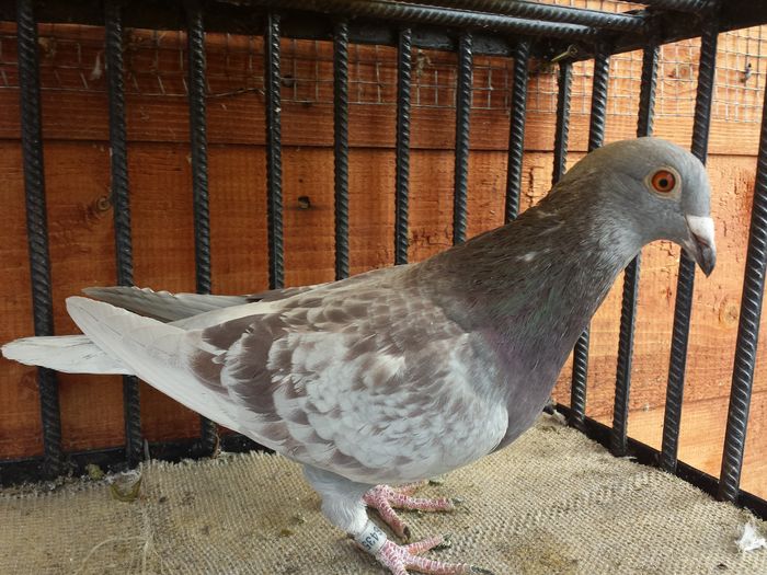 M-2015-aarden-sion-bricoux-m.desmet - E-Amintiri