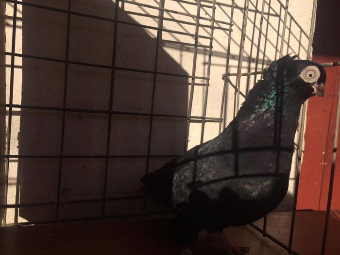 12432683_994621383913993_1141397280_o