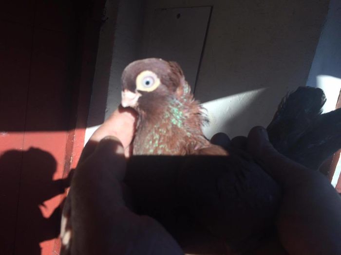 12432761_939411206143121_1608954156_o