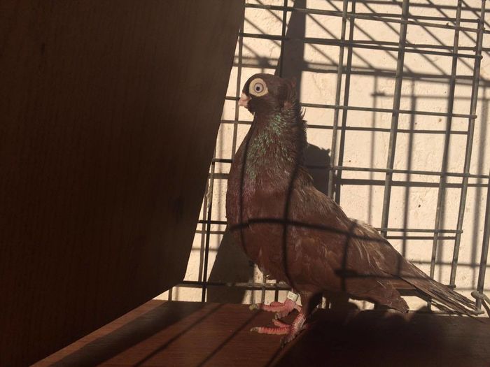 12432867_939411232809785_2016349245_o