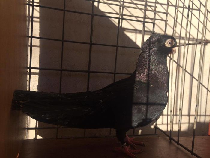 12432959_994621447247320_1152391982_o