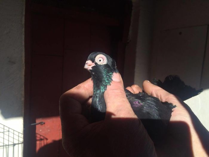 12434963_994621403913991_2024513510_o