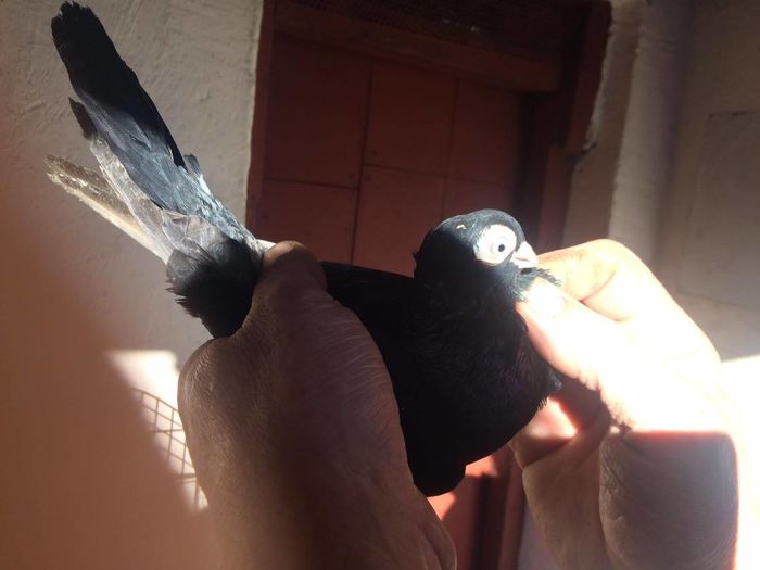 12435190_994621427247322_1425272713_o